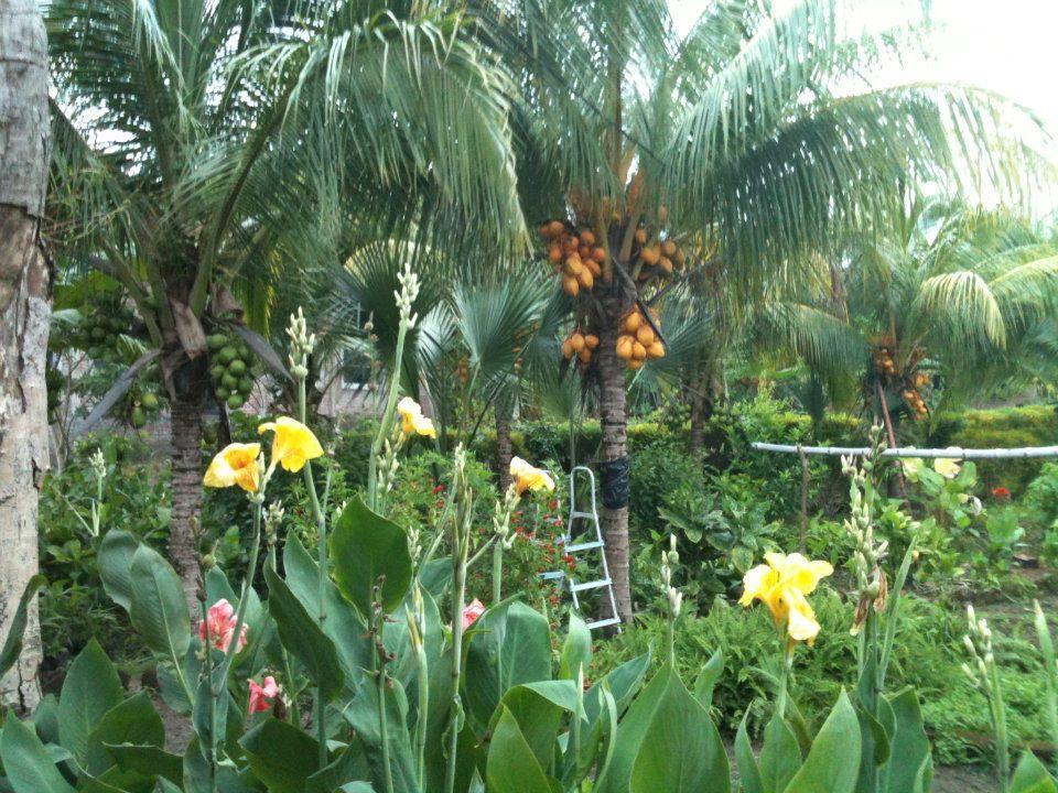 El Mirador Ecologico, Ometepe Hotel Altagracia Ngoại thất bức ảnh